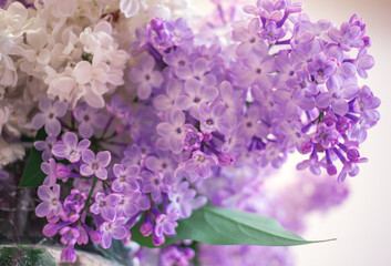 wild flowers lilac bush