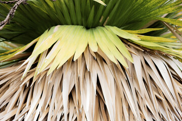 Palm leaves with background.