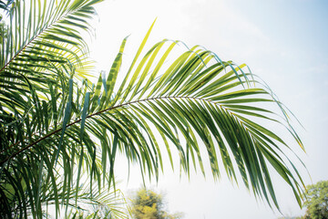 Palm leaves with sky.