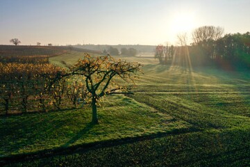 lever de soleil dans la brume en Alsace