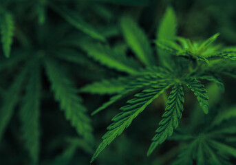 Naklejka na ściany i meble marijuana background. bush cannabis.