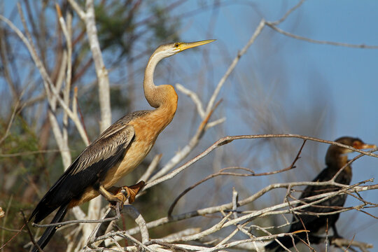 anhinga d&rsquo;afrique - African Darter  (anhinga rufa)