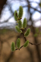 fluffy buds of a budding plant in spring