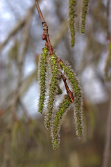 fluffy buds of a budding plant in spring