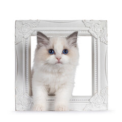 Cute blue bicolor Ragdoll cat kitte, standing throught white empty picture frame. Looking towards camera with blue eyes. Isolated on a white background.