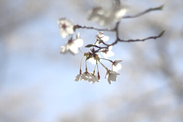 桜