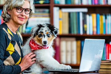 Senior woman and cute Australian Shepherd puppy working together on a laptop. 
