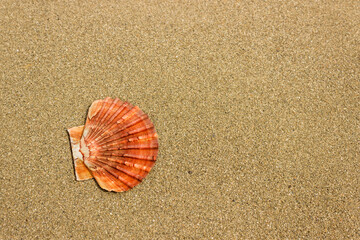 Bright seashells on the clean sand of the sea beach. The concept of vacation, summer vacation. Selective focus on the shell.