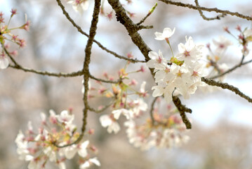 桜