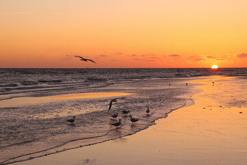 Fanö, Denmark, island, gull, sea gull, orange sunset, coast, flying, stretch your wings, coastline