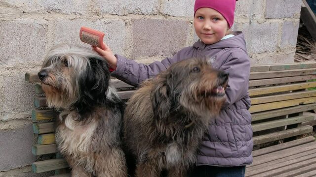 Young girl combing big fluffy dog. Care for long fur animals. Combs for pets. Love supportng caring puppy adoption concept. Polish Lowland Sheepdog sits on wooden bench.Street homeless mongrel shelter