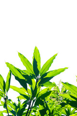 leaves