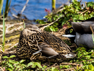 MALLARDS SLEEPING