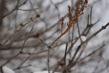 Young lilac buds of late winter