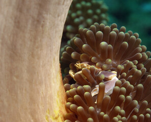 A brown Porcelain crab camouflaged in anemone Boracay Philippines