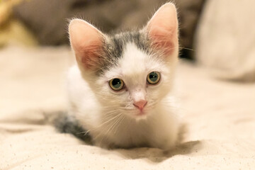 Close-up portrait of a small white mongrel kitten with big ears. Take home a stray cat. Taking care of pets, a stray cats problem.