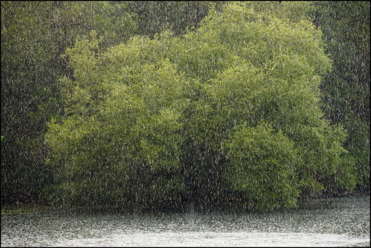 Regen, See und Baum
