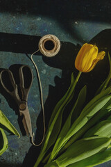 Top view of red tulip with ropes and florist scissors on blue background in shadows of sunlight.