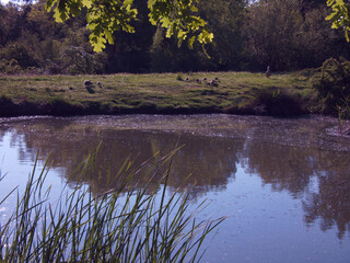 ptak zwierze dzikie natura fauna  © Piotr