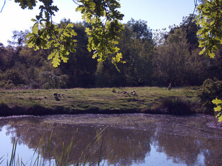 ptak zwierze dzikie natura fauna  © Piotr