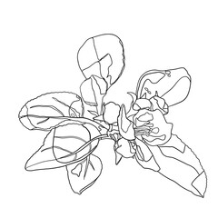 Contour black-white drawing of an apple-tree flower with leaves. Drawing for coloring. Floral illustration. Close-up.