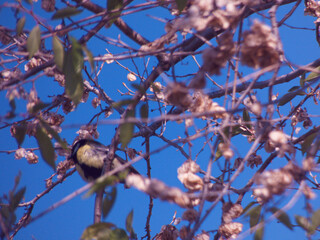 ptak zwierze dzikie natura fauna  © Piotr