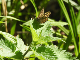 Butterfly in the sun on a green leaf