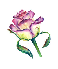 Pink Rose. Watercolor illustration isolated on white background. Hand drawn realistic flower