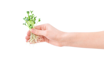 Fototapeta na wymiar Green small seedlings in the hand isolated on the white background 