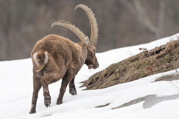 Alpine ibex male looking for food in winter season (Capra ibex)