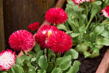 Colorful daisy (Bellis perennis) in a garden. Bellasima rose. Blooming seedlings bunch with bright...
