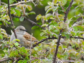 Gray-brown little bird on a branch
