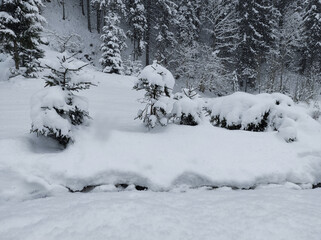small snow-covered fir trees in the winter forest.