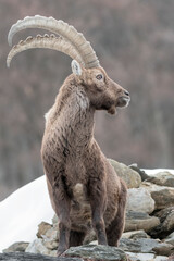 Face to face with a majestic Alpine ibex (Capra ibex)