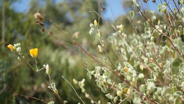 Colorful wildflower blossom, spring morning meadow, natural botanical background. Flower delicate bloom soft focus, gardening in California, USA. Multicolored romantic springtime flora. Herbs variety.