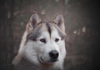 Dark portrait of a Northern breed dog in a forest. Professional pet photography in Kampinos National Park, Poland. Selective focus on the eyes of the animal, blurred background.