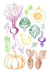 Poster food vegetables pumpkin beets artichoke greens and herbs by line and watercolor. Orange pumpkin