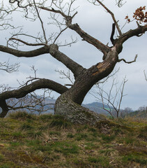Fototapeta na wymiar twisted old oak tree agains overcast sky