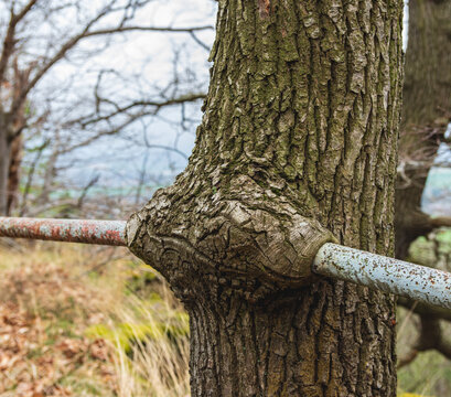 old metal handrail held in place by wound wood of the tree that it was fixed to