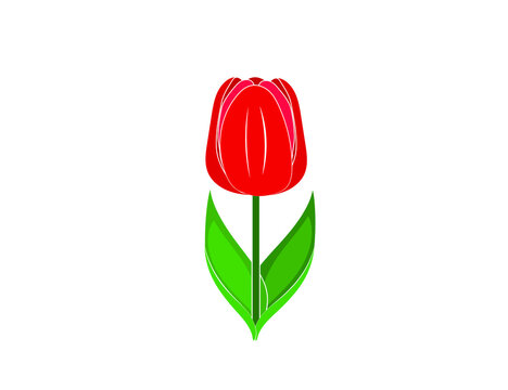 red tulip flower with green leaves clip art preview