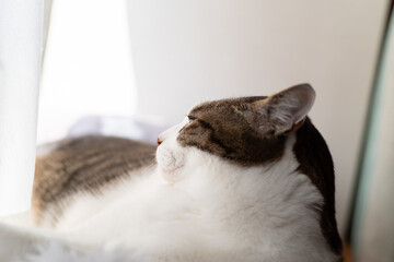 くつろぐ猫　キジトラ猫