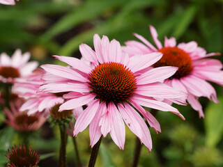 Close-up on reddish-purple flower of rudbeckia purpurea or Eastern purple coneflower with purplish-brown spiny central disk