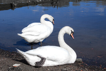 white swan on the lake