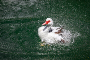 White duck on the pond trying to splash water