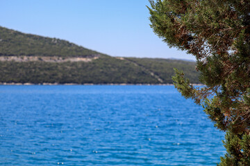 Pine tree on the beach in a front of Adriatic sea