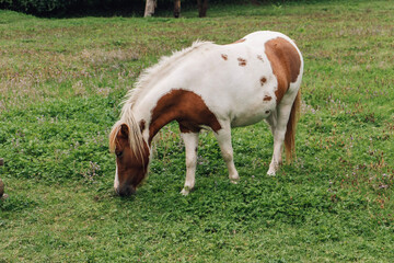 Horse with orange and white color in the field grazing grass