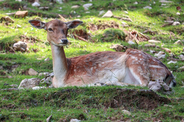 White deer lies in the shade of a pine forest