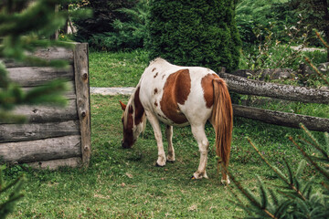 Horse in a field grazing grass