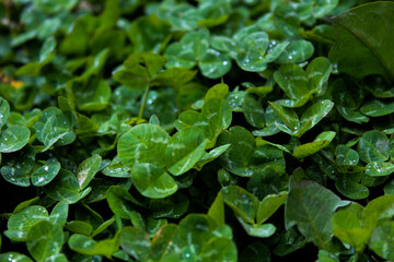 clovers after rain