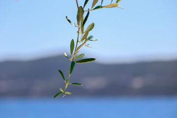 Branch of a olive tree selective focus